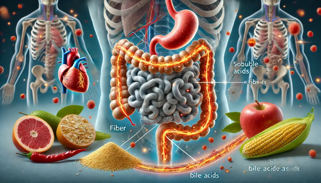 A scientific digital illustration of the digestive process, showing how soluble fiber binds with bile acids in the intestine, preventing cholesterol reabsorption and supporting cardiovascular health.