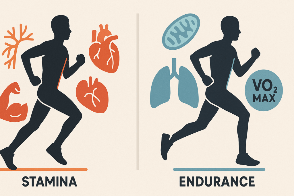 Build Running Stamina Fast: Best Exercises to Increase Endurance and Boost Performance Naturally 1 Infographic contrasting stamina and endurance in running with visuals of heart, lungs, muscles, mitochondria, and VO2 max to help build running stamina fast