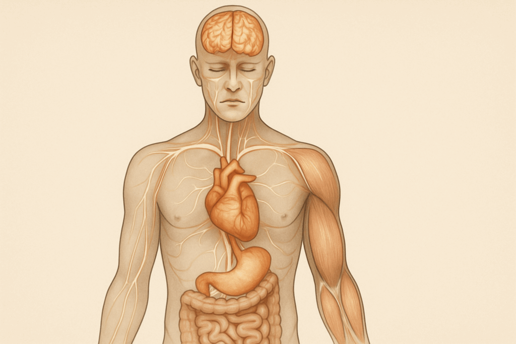 What Happens When You Stop Eating? Recognizing the Physical Signs and Health Risks of Not Eating Enough 1 Cutaway medical illustration of human organs and muscles showing what happens when you stop eating, highlighting nutrient depletion effects on the brain, heart, and muscles.