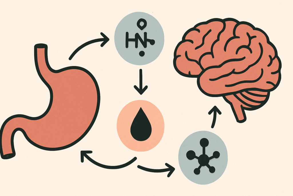 Why Am I Always Hungry? Understanding Constant Hunger, Hidden Triggers, and How to Eat Mindfully 1 Diagram illustrating the hormones ghrelin, leptin, and insulin, showing their effects on the brain and stomach, explaining Why Am I Always Hungry?