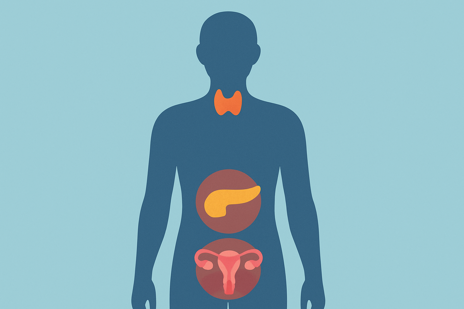 Why Am I Always Hungry? Understanding Constant Hunger, Hidden Triggers, and How to Eat Mindfully 4 Human silhouette highlighting thyroid, pancreas, and reproductive organs, symbolizing common medical causes for hunger like hyperthyroidism, diabetes, and hormonal imbalances, related to the question 'Why Am I Always Hungry?